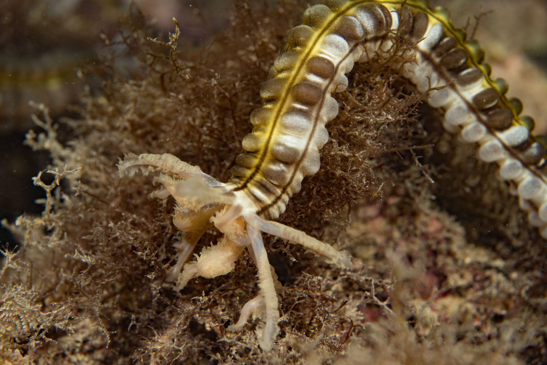Night diving, Sea of Cortez, San Carlos